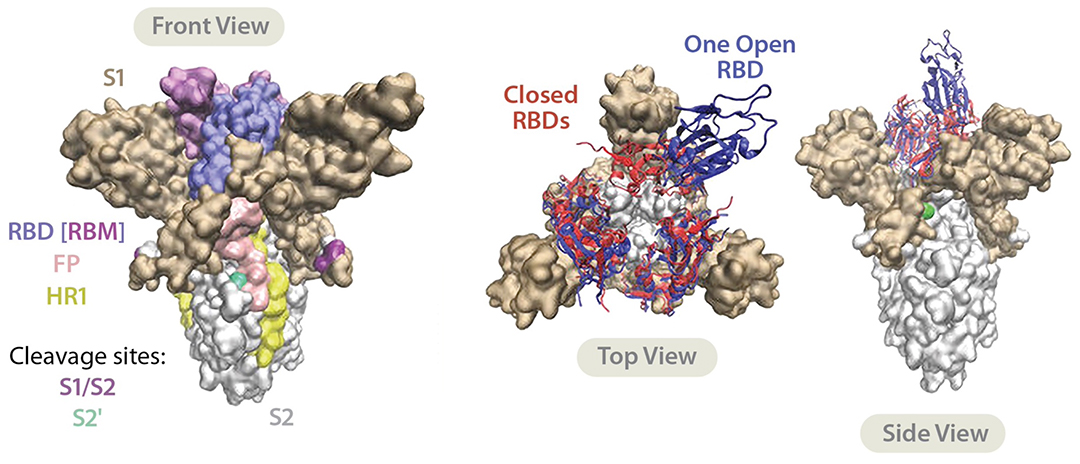 Omicron mutations may help SARS-CoV-2 evade antibodies