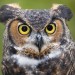 Horned Owl Genome Sequenced by Students at Rice University