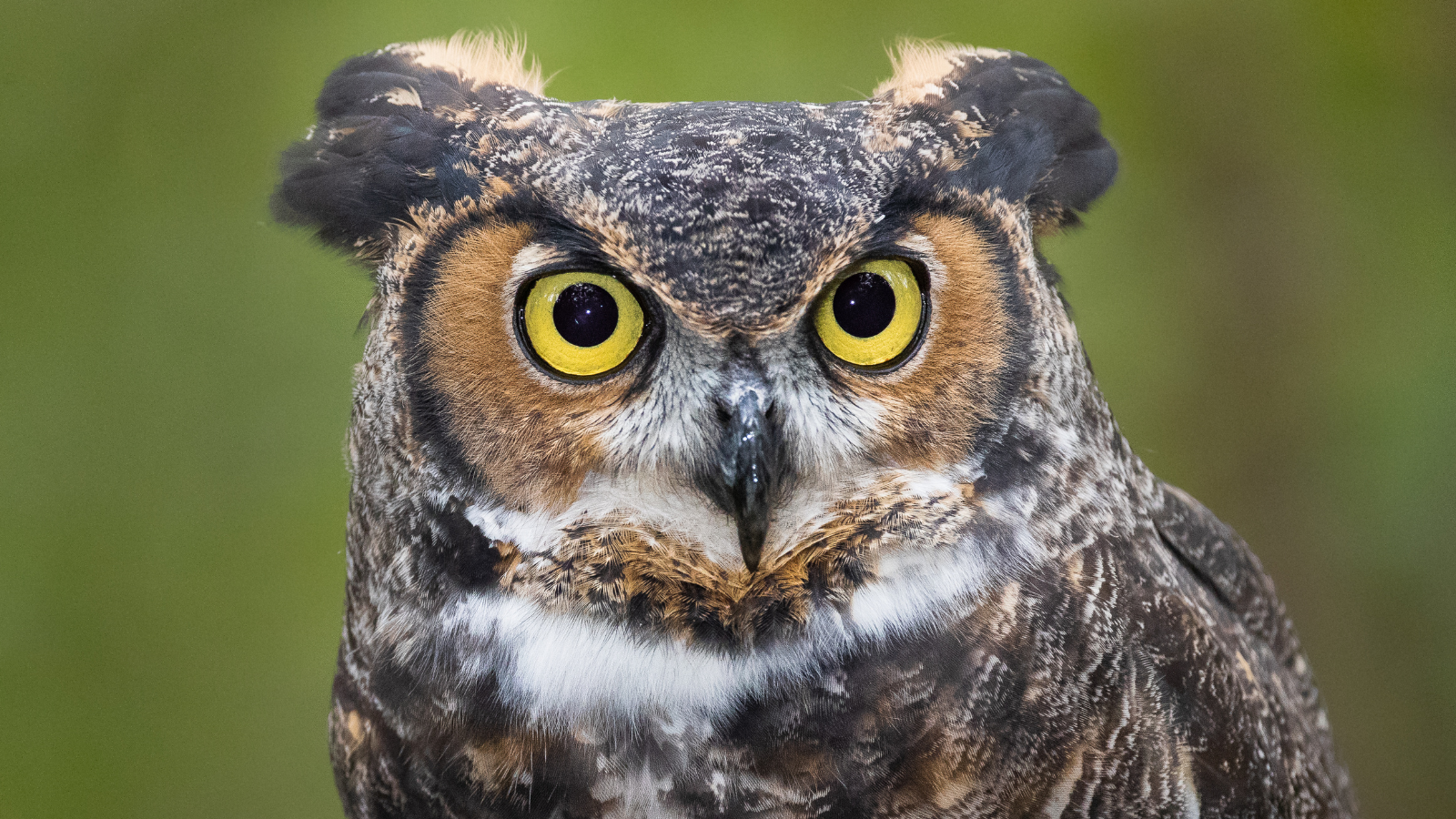 Horned Owl Genome Sequenced by Students at Rice University