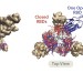 Omicron mutations may help SARS-CoV-2 evade antibodies