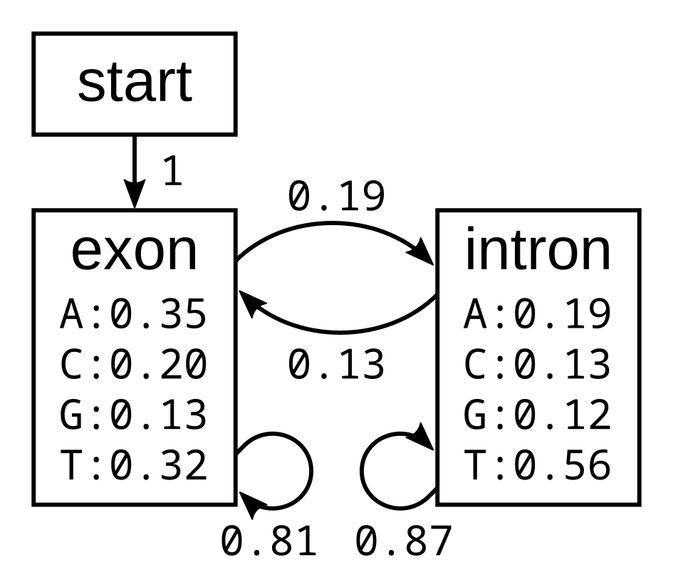 Simple exon intron model